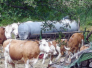 Kühe in Rockenau.