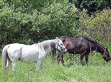 Pferde in Pleutersbach.